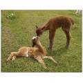 Alpaca postcard - Kissing cria