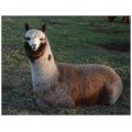 Alpaca postcard - Gunsmoke relaxing