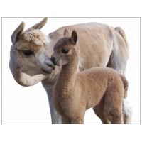 Alpaca postcard - Kiss me mommy
