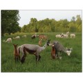 Alpaca postcard - Summer Pasture