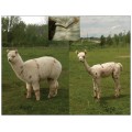 Alpaca postcard - Picasso shearing