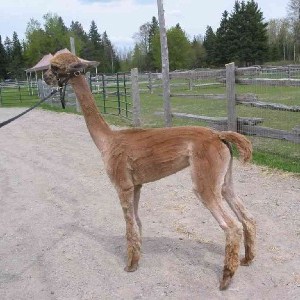 Atika-female-alpaca-after-shearing