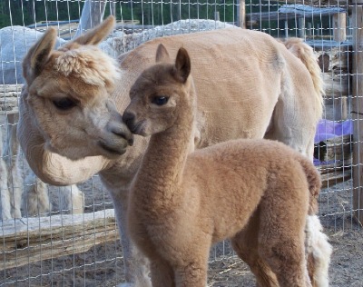 Atika-female-alpaca-kissing-mommy-Amber