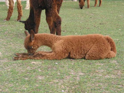 Tamara-female-alpaca-cria-3-weeks-old