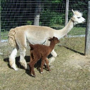 Tikita-female-alpaca-and-her-female-cria-Catou-both-owned-by-AlpacAdore