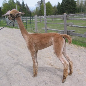 Atika-female-alpaca-after-shearing